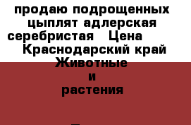 продаю подрощенных цыплят адлерская серебристая › Цена ­ 100 - Краснодарский край Животные и растения » Птицы   